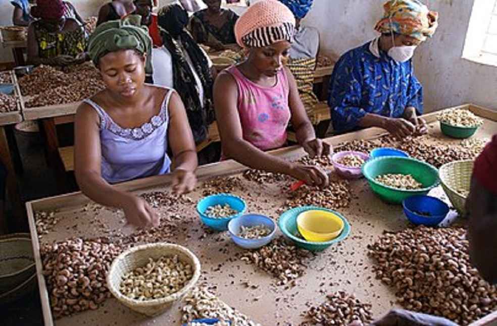 Cashew Trade A brief history