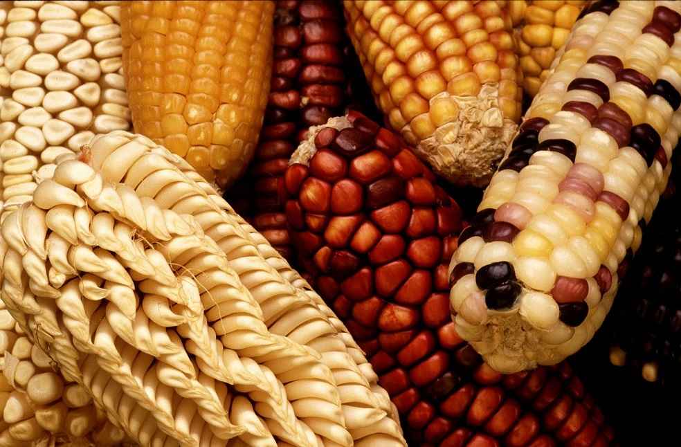 Mexico Ban Genetically Modified Corn