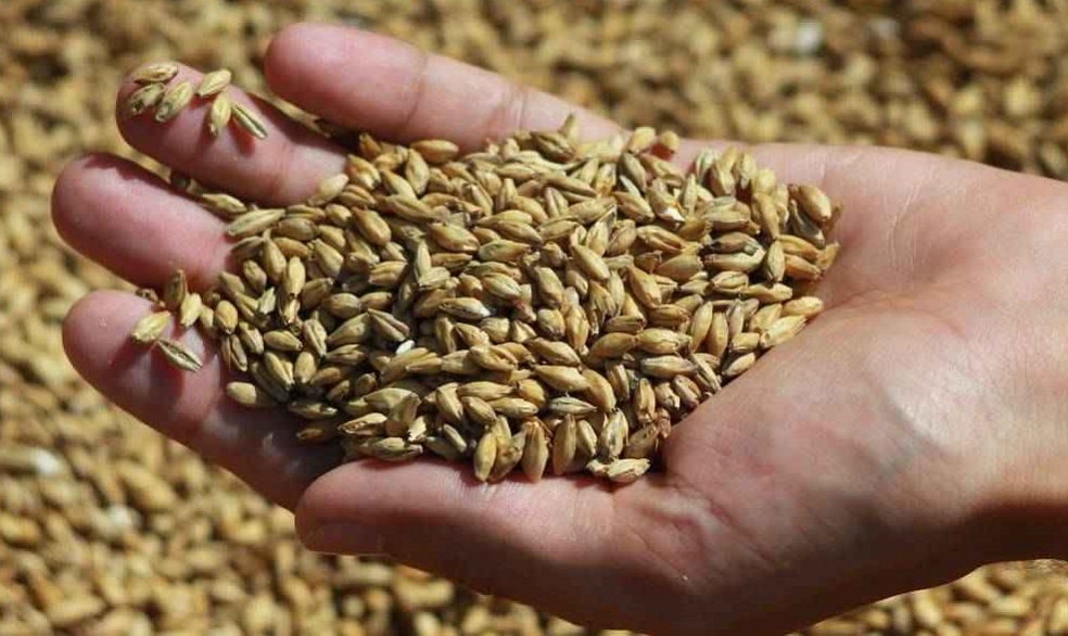 Barley Grain