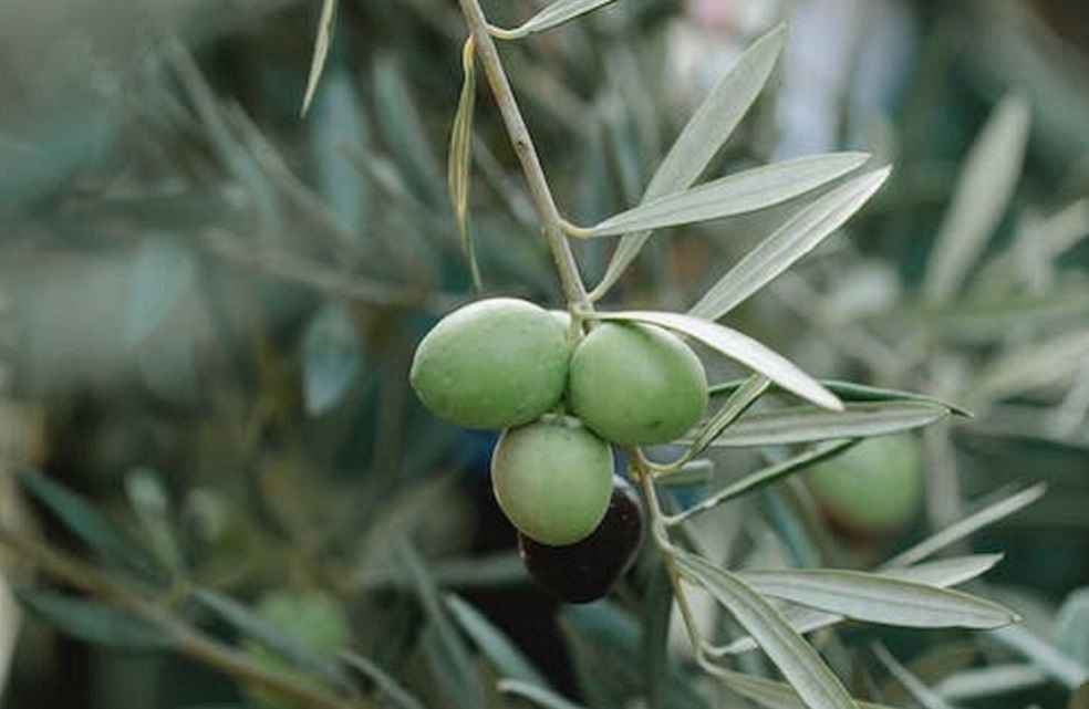 Olive oil trade in Tunisia