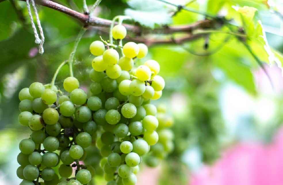 Samunnati Grapes to Netherland (2)