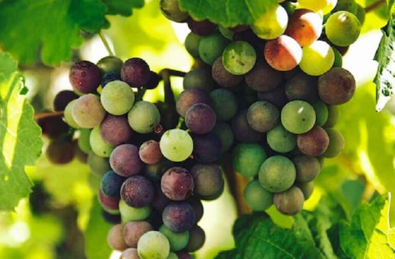 Samunnati Grapes to Netherland