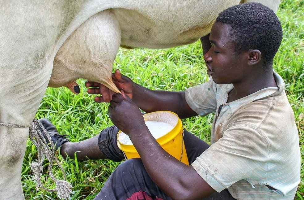 Ugandan Dairy Crisis