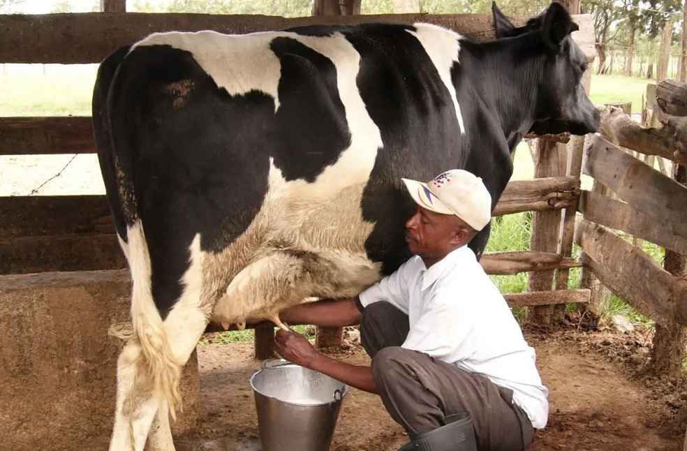 Ugandan Dairy Crisis