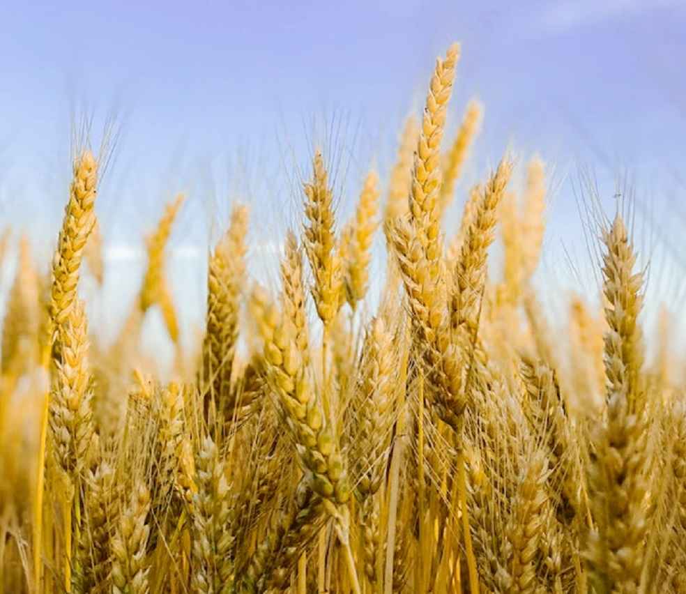 Russia Suspends Key Grain Initiative