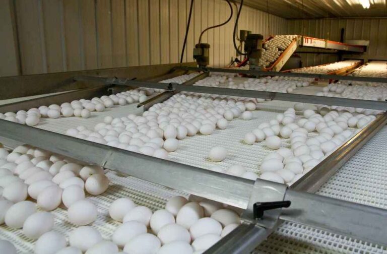 Ukranian egg import effects Latvian egg sector