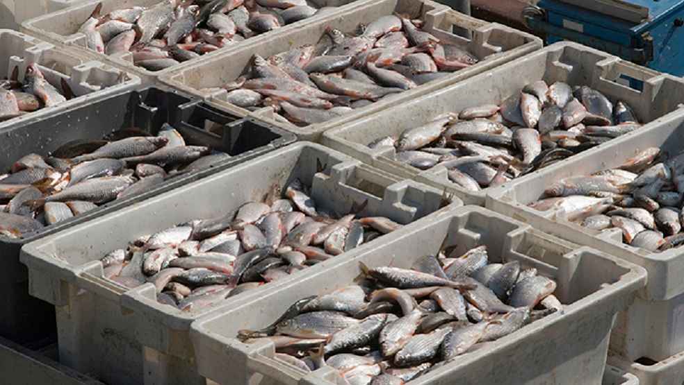 WTO Fisheries Subsidies_Fisha Market