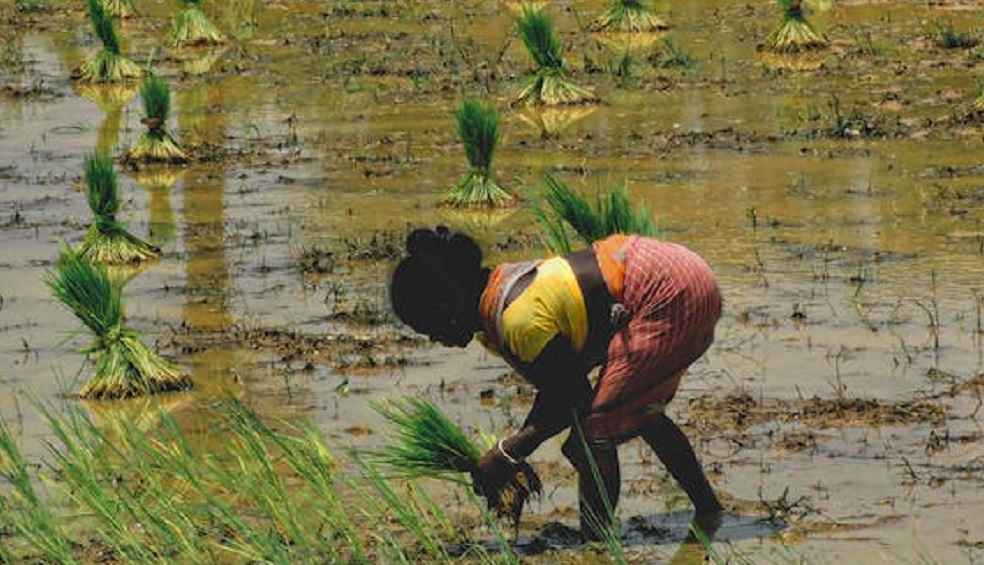 women planting rice _Indian Rice export