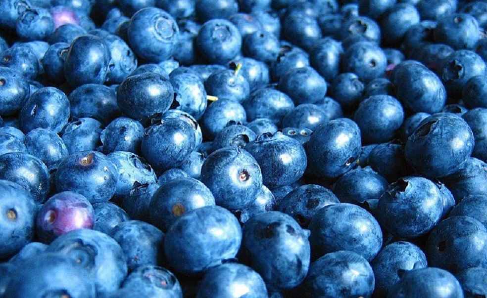 Blueberries India US Export 1