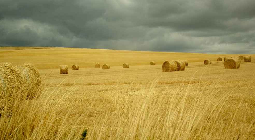 China is Aus top wheat buyer