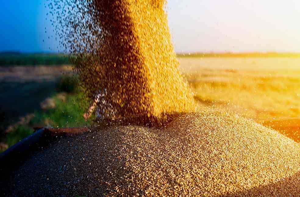 EU Denies Renewing Ukrainian Grain Ban_Grain Export