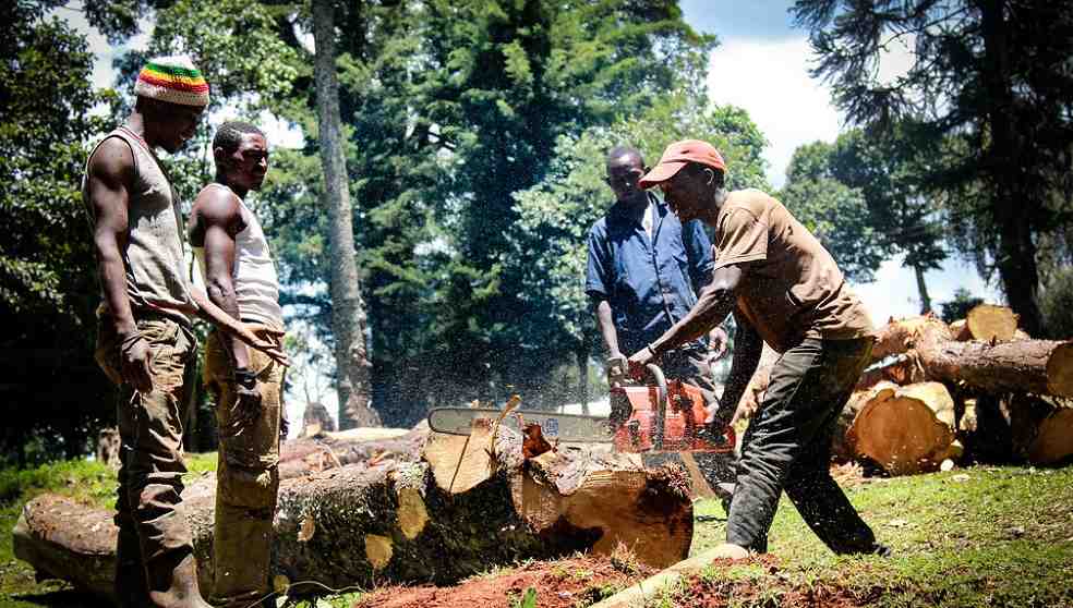 Ghana timber trade