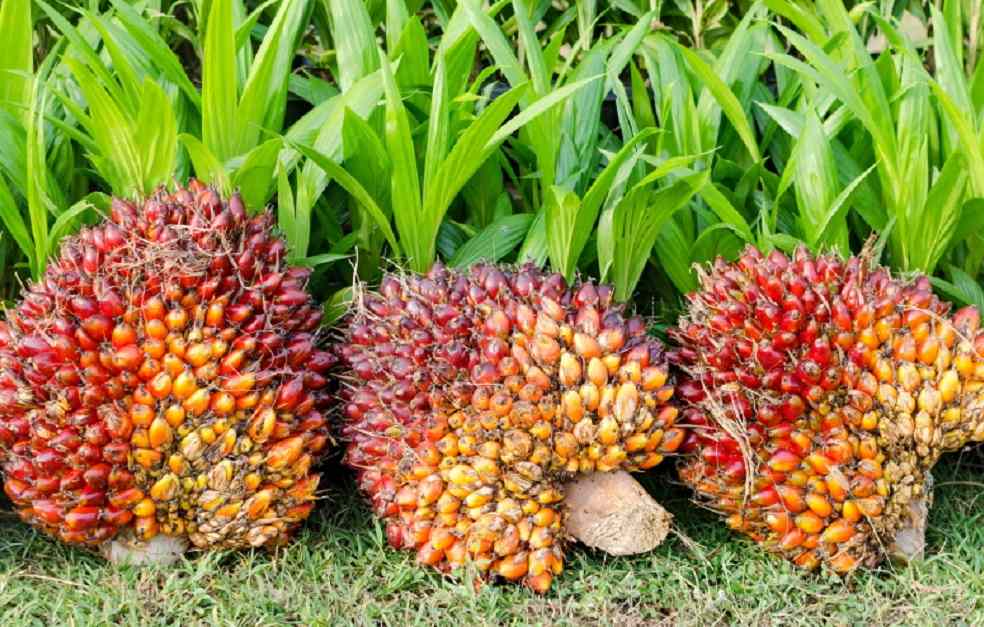 Malaysian palm-oil-Export to China