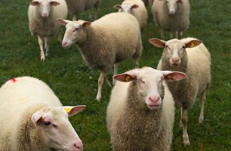 UK Sheep Meat Export _Sheep Herd