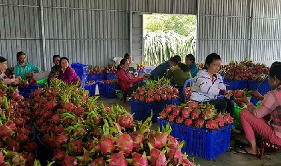 Vietnam Fruit Export to China_Dragon Fruit Export