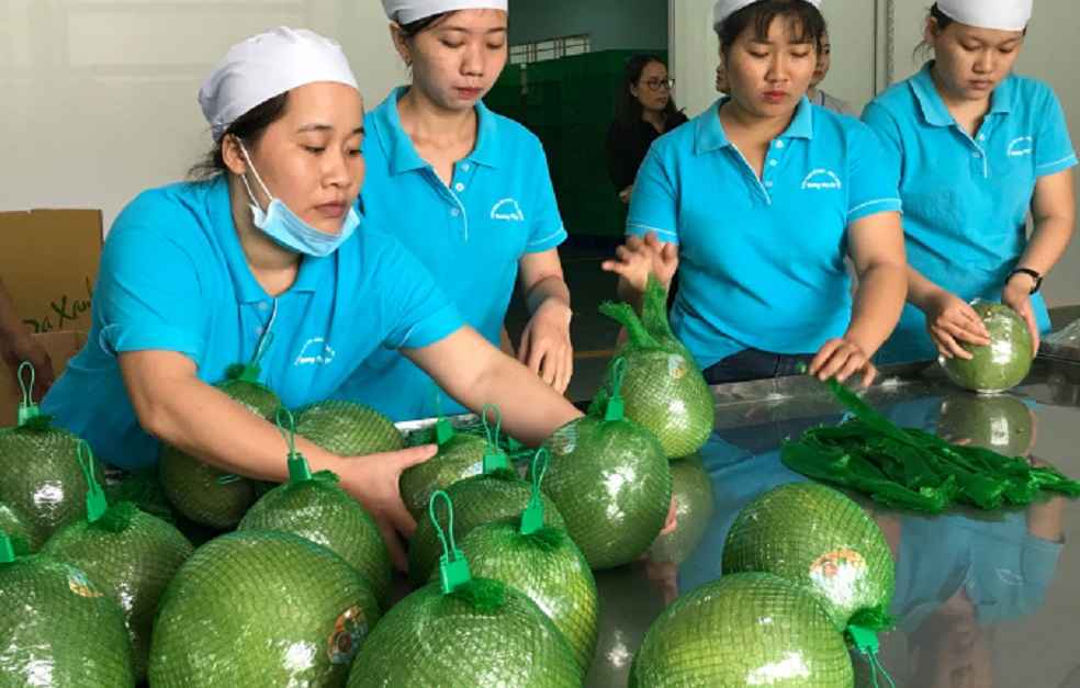 Vietnam Fruit Exports to China