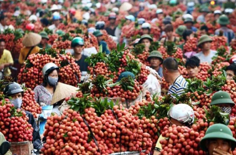 lychee-vietnam_China is the Latrgest exporter of Vietnam