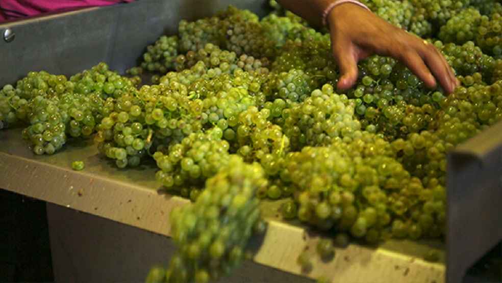 California Grape Export