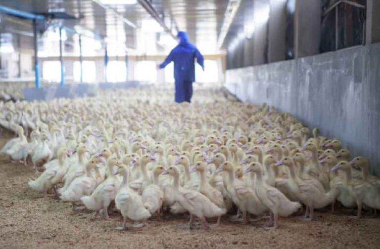 Duck Farm_France vaccine against bird flu