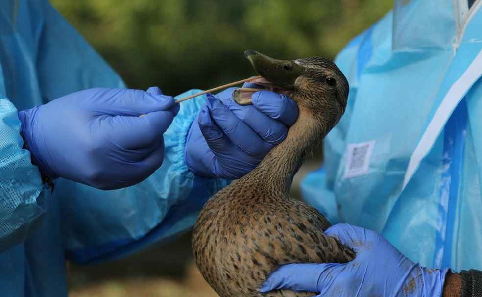 Duck Vccinating_France bird Flu Prevent Vaccine