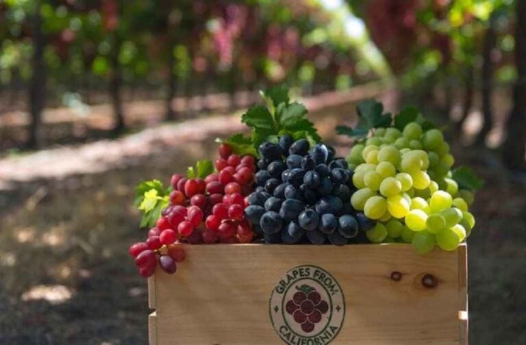 GRAPES-FROM-CALIFORNIA-California atable grapes exports