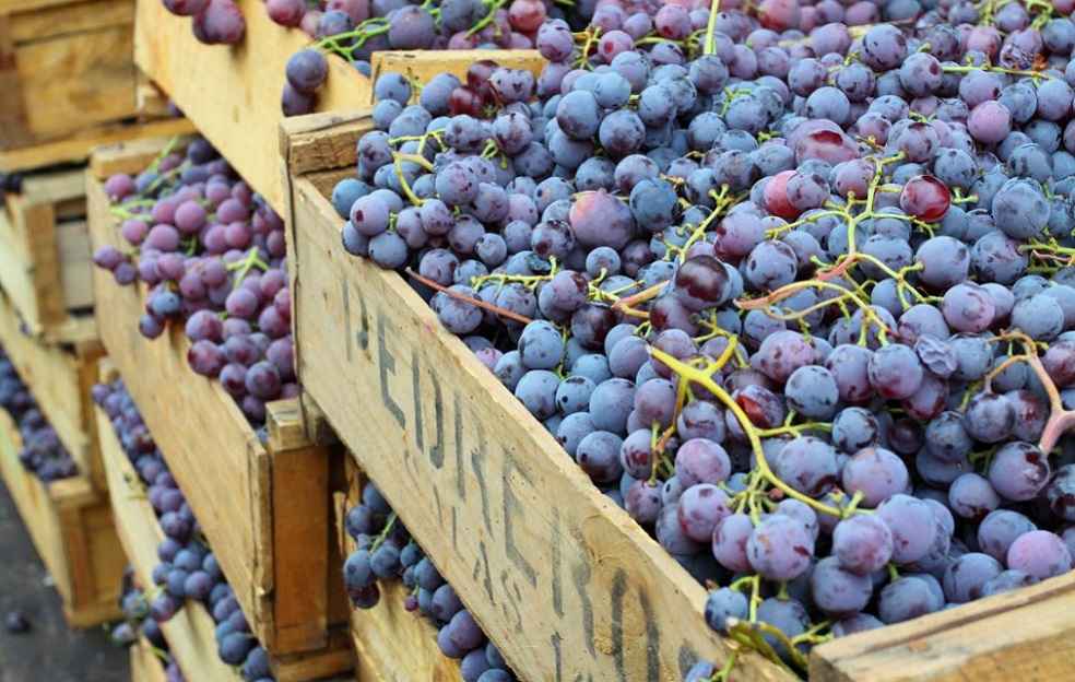 Grape export California