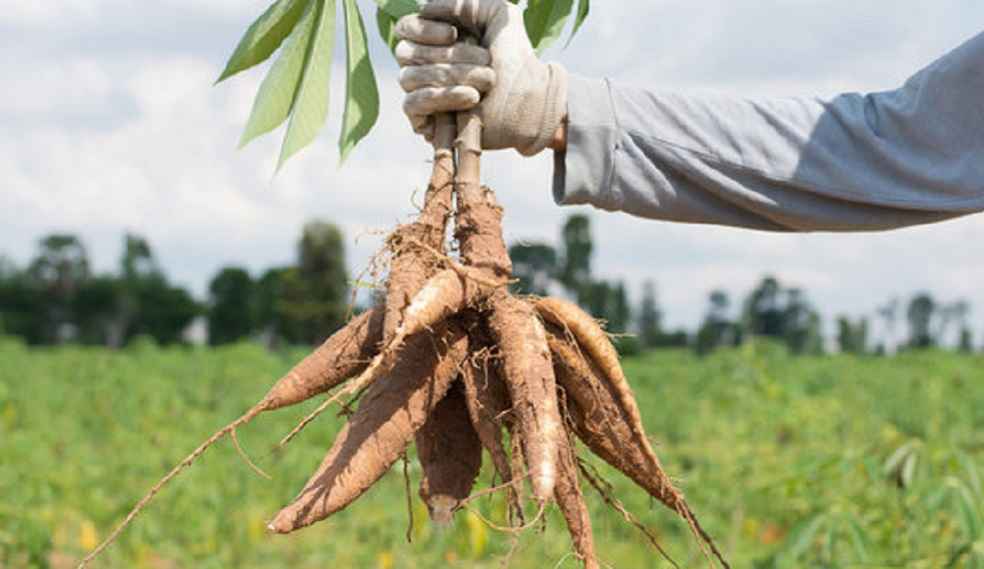 Indonesia Cassava Export Agreement