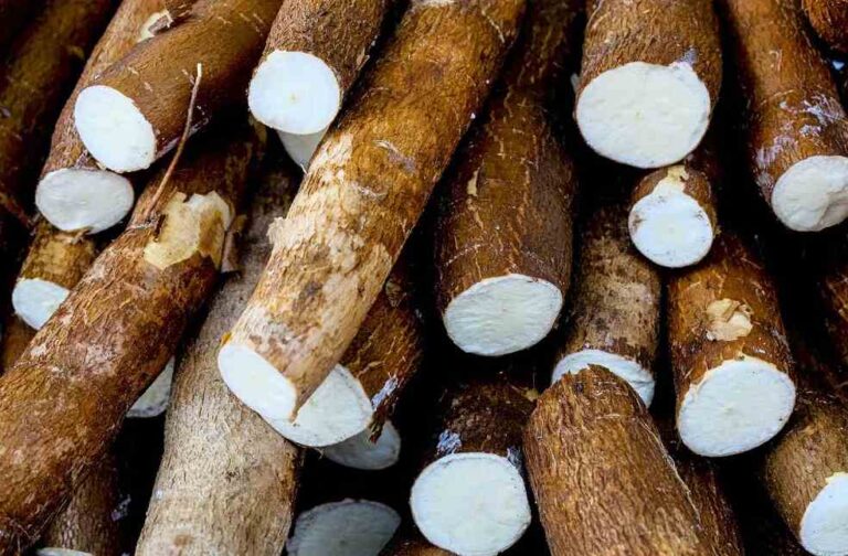 Indonesia Cassava export to UK