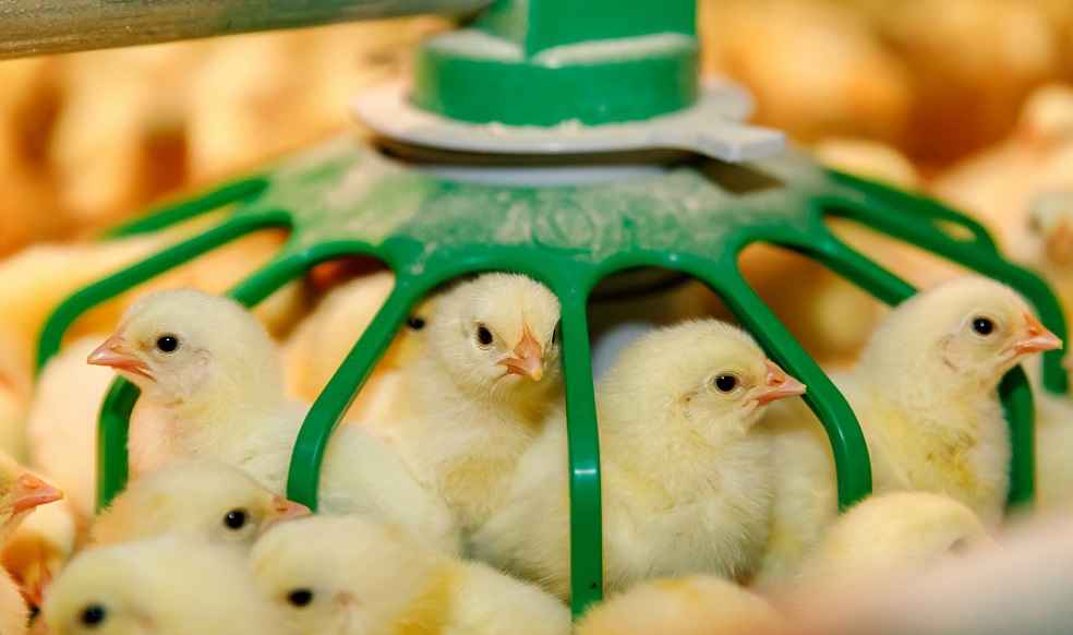 Poultry Production_Chicks