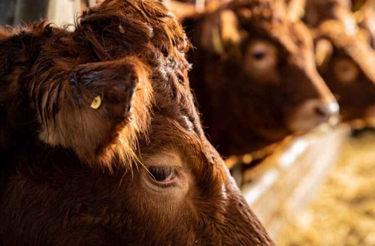 Australian beef production