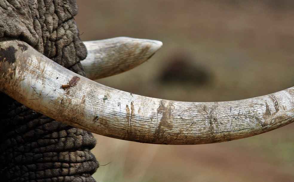 Canada stricter measures for elephant ivory and rhinoceros horn illegal trade