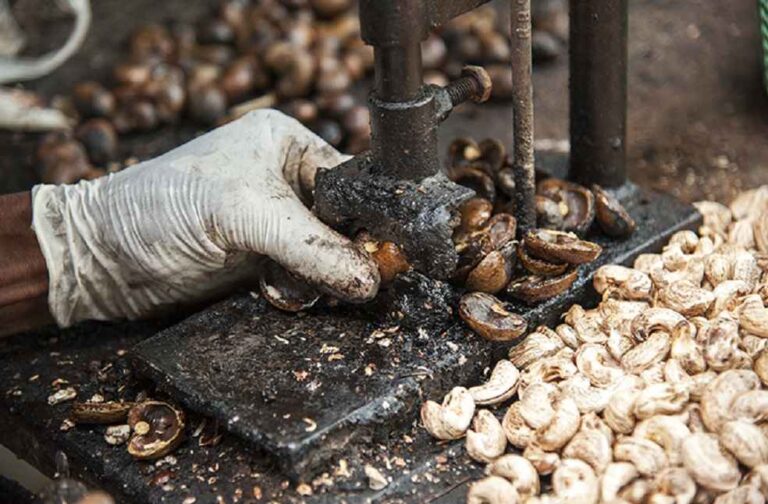 Cashew India Market