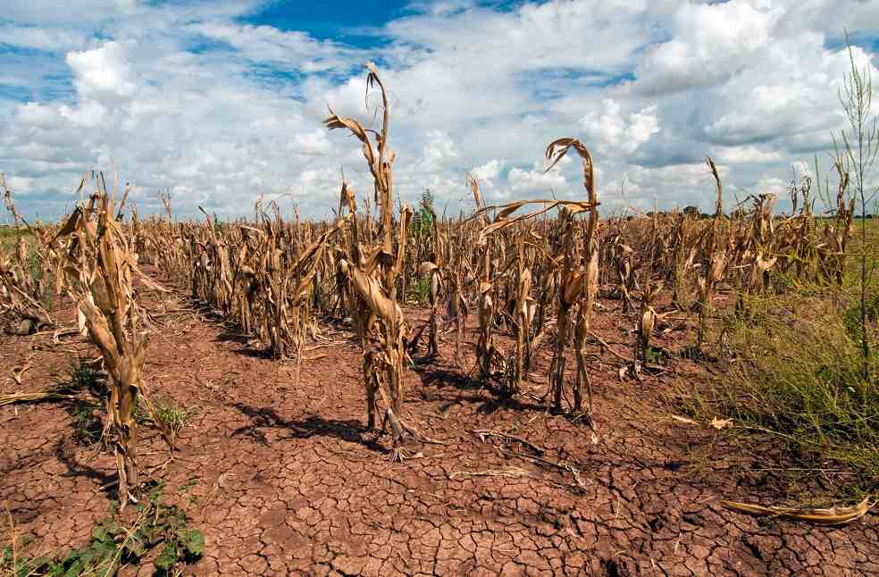 El Nino Impact Agricultural field