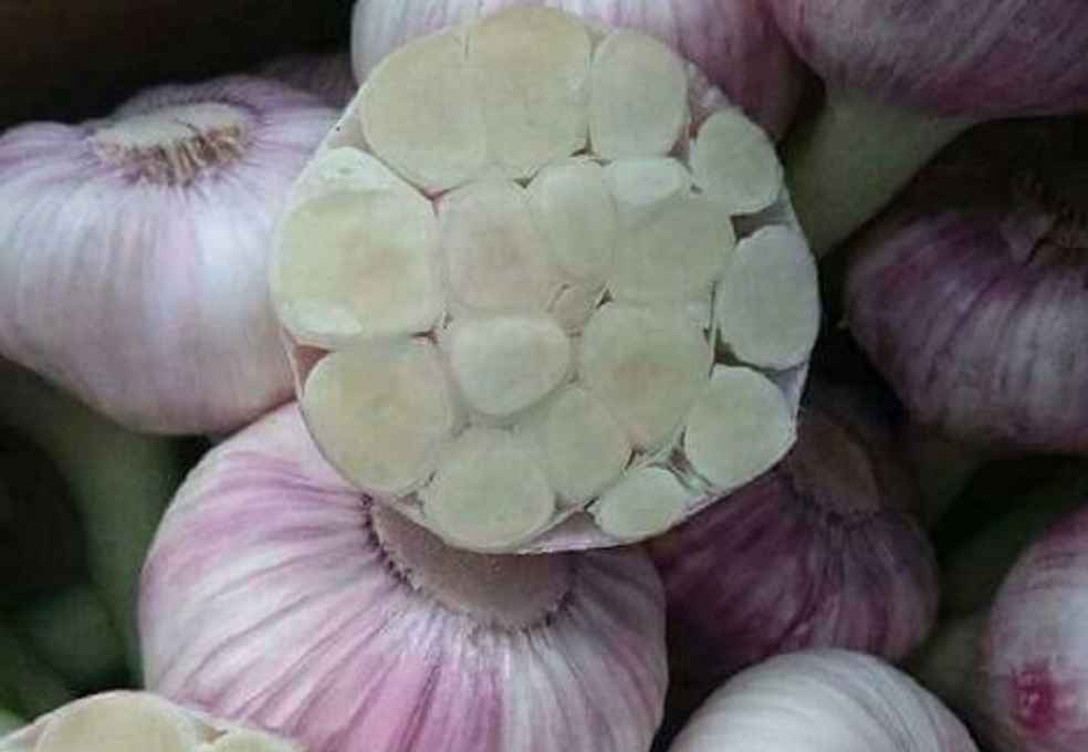 Garlic export