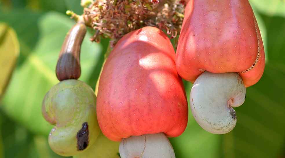 Indian cashew market_APEDA