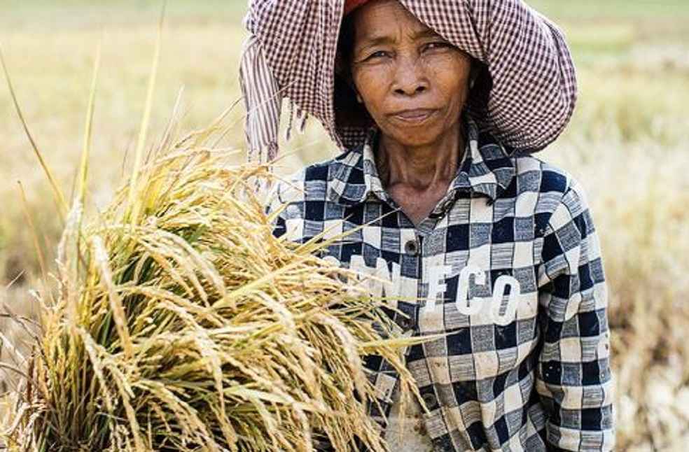 Milled rice export tot China_Cambodian Women Framer