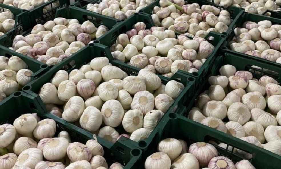 egypt garlic