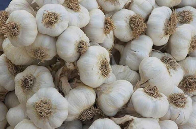 egyptian_garlic