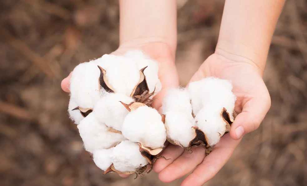 China Cotton