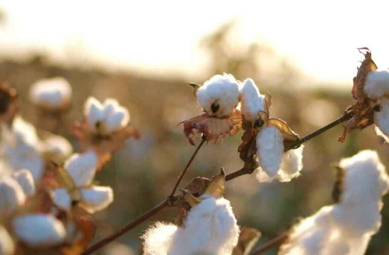 Cotton Sector