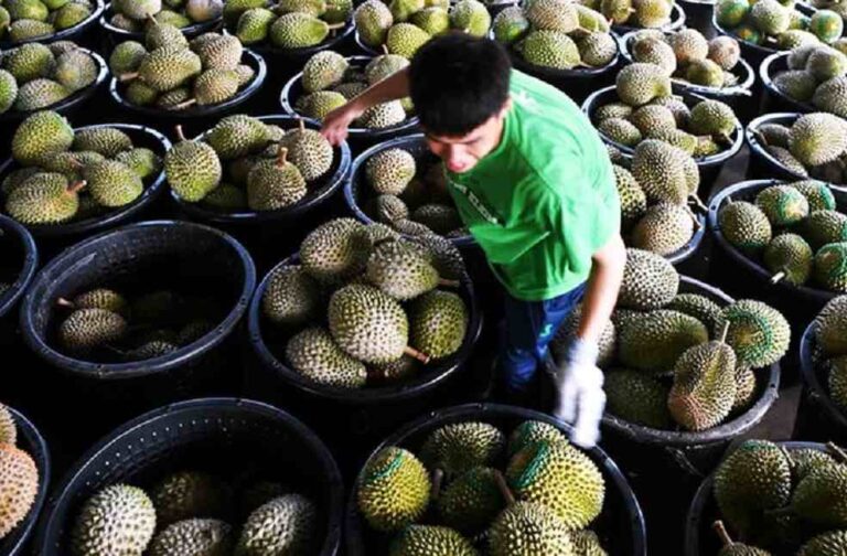 Vietnam Durian_Agricultural Export