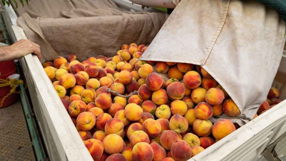 U.S. Specialty Crops Sector_Peaches_Biden Harris