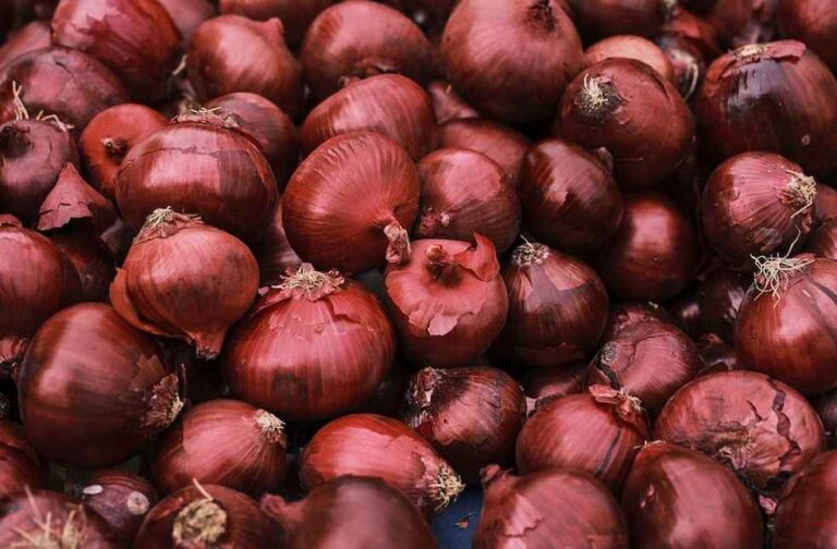 onion supply