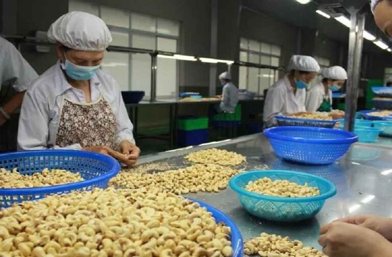 Vietnam Cashew Trade