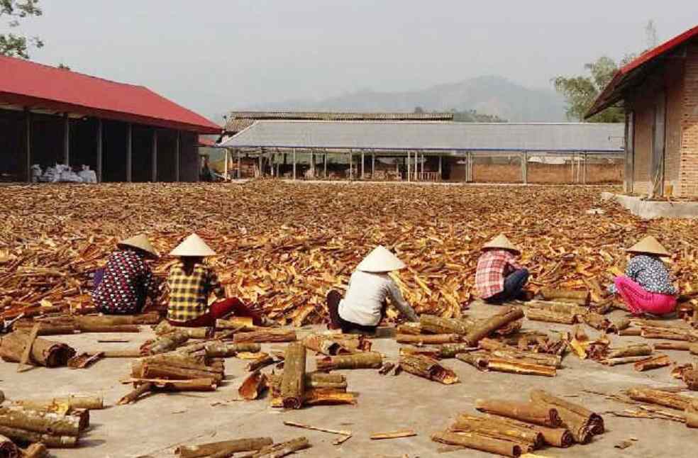 Cinnamon Export Vietnam