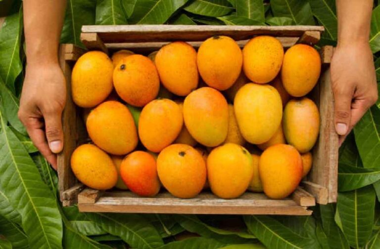 Mango trade