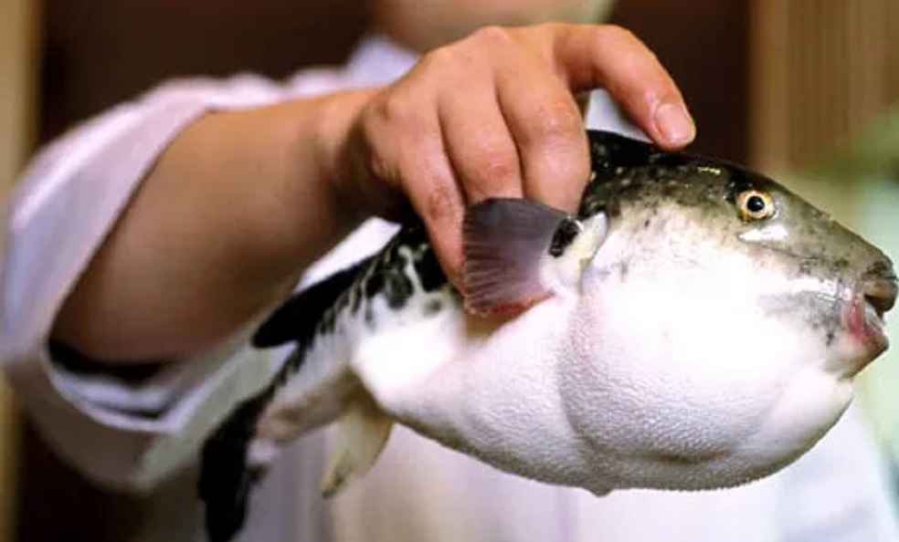 puffer fish japan