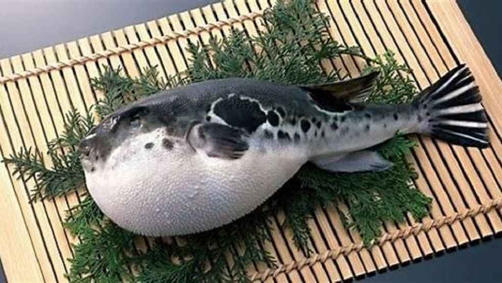 puffer fish