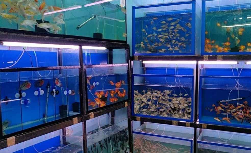 Indonesia Set To Lead Global Ornamental Fish Exports