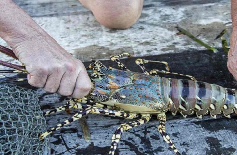 Lobster-Farming-Vietnam